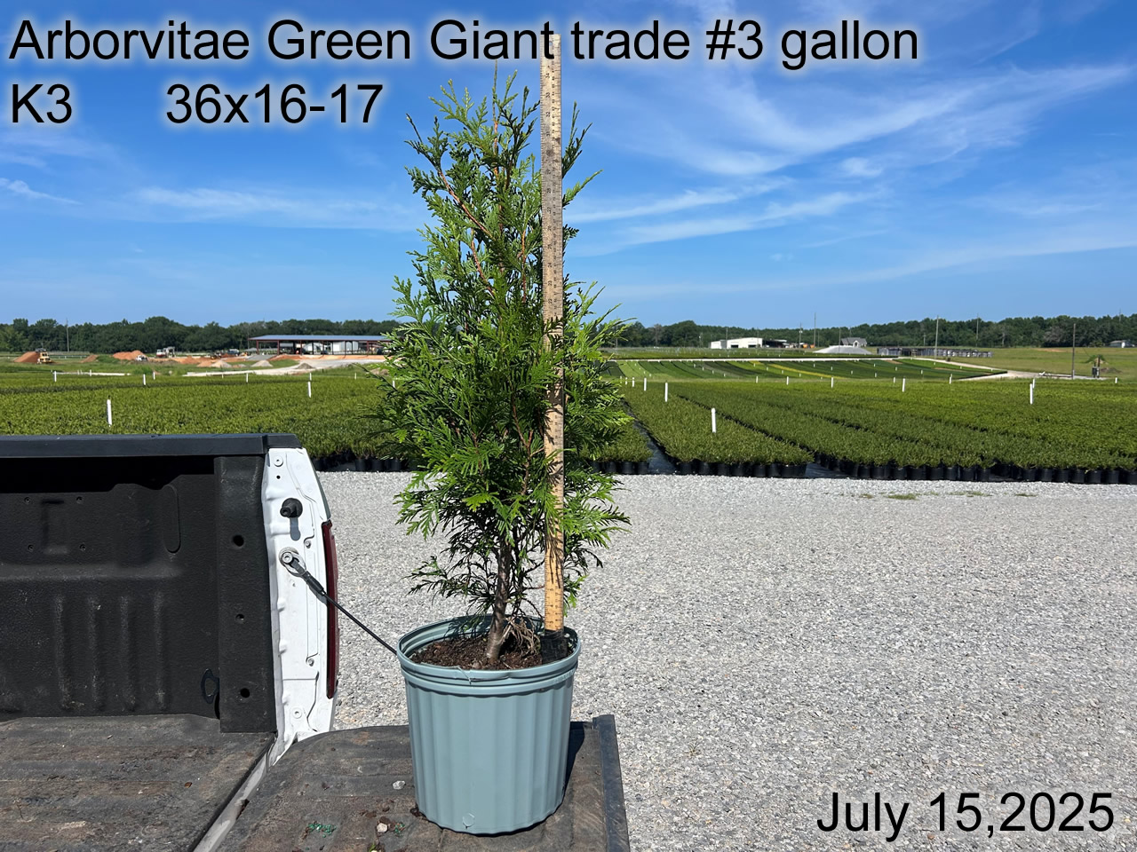 gallery/avgg3 k3.2 july25.jpg